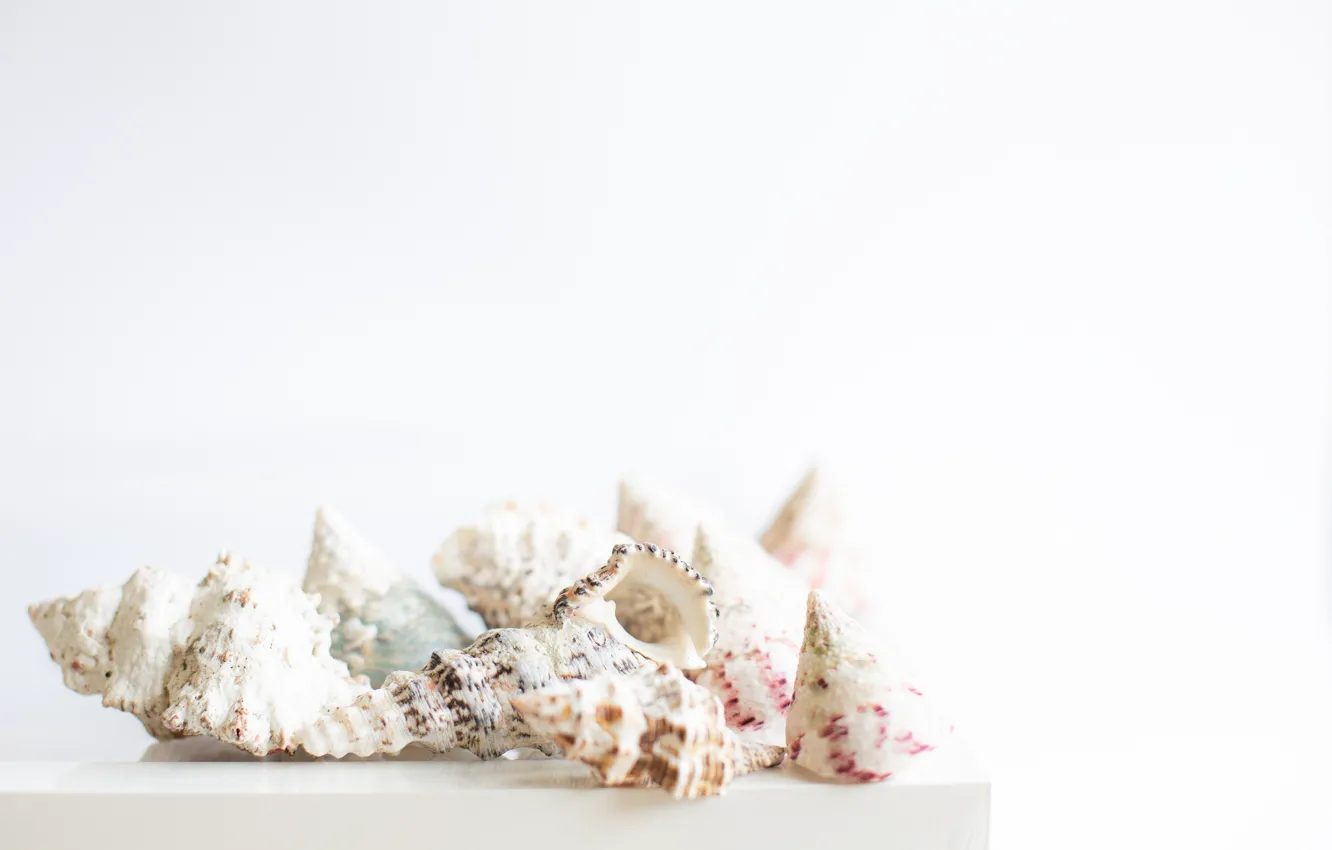 Photo wallpaper background, shell, sea