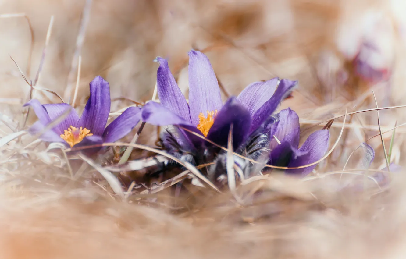 Photo wallpaper flowers, nature, spring, sleep-grass, cross