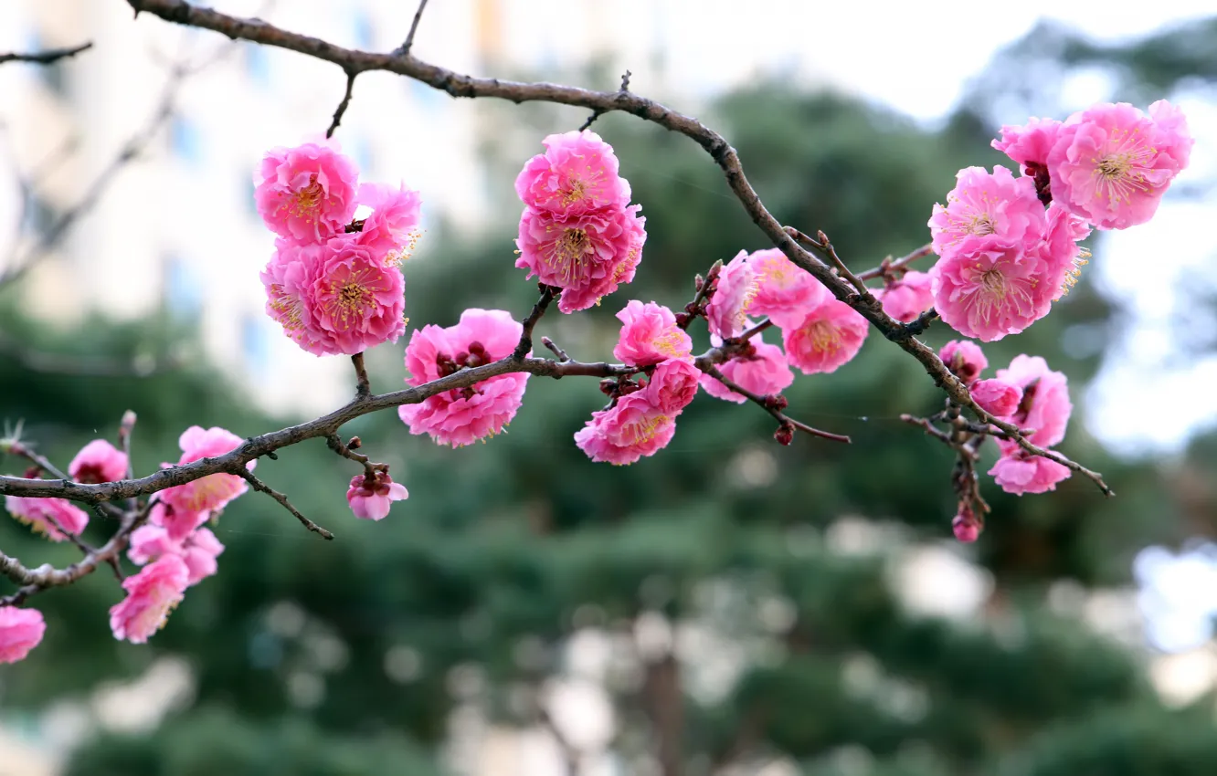 Photo wallpaper flowers, branch, spring, Sakura, pink, flowering, bokeh