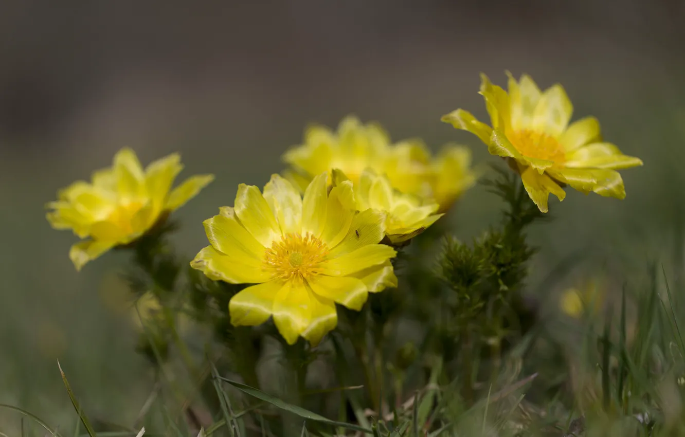 Photo wallpaper flowers, yellow, flowering cactus