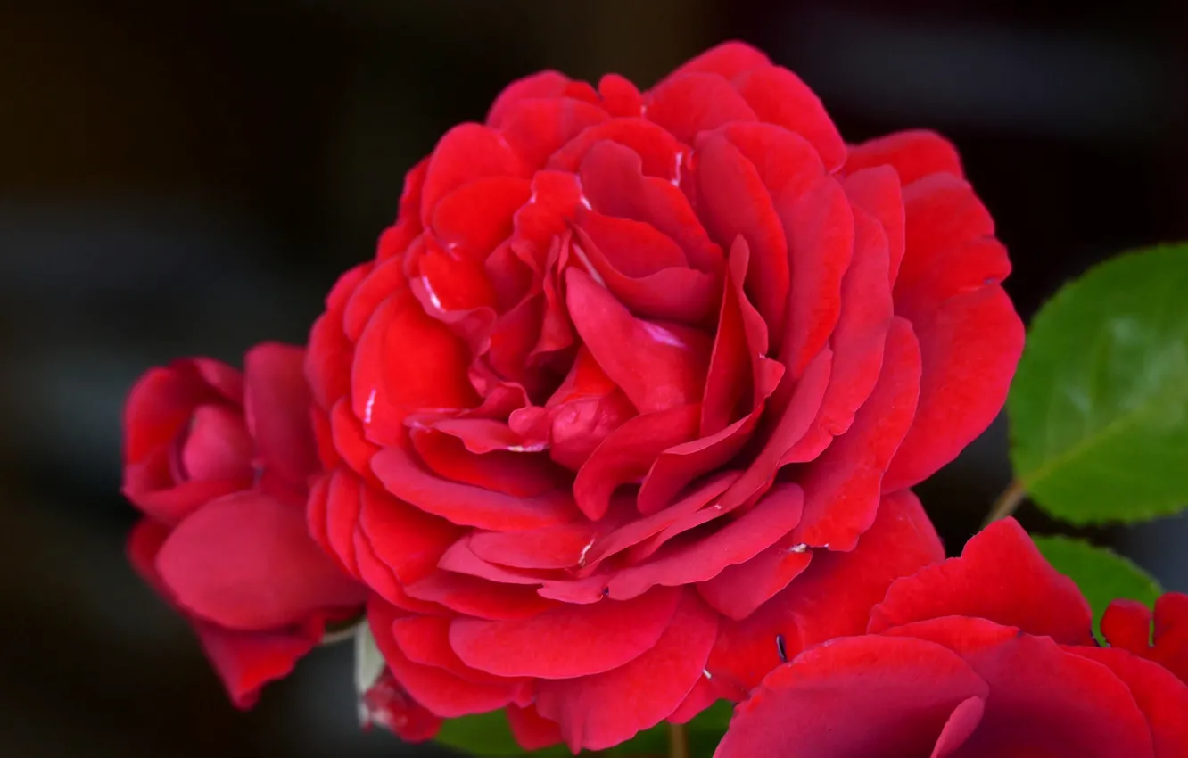 Photo wallpaper macro, roses, scarlet rose