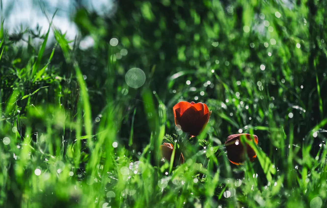 Photo wallpaper grass, flowers, petals, red