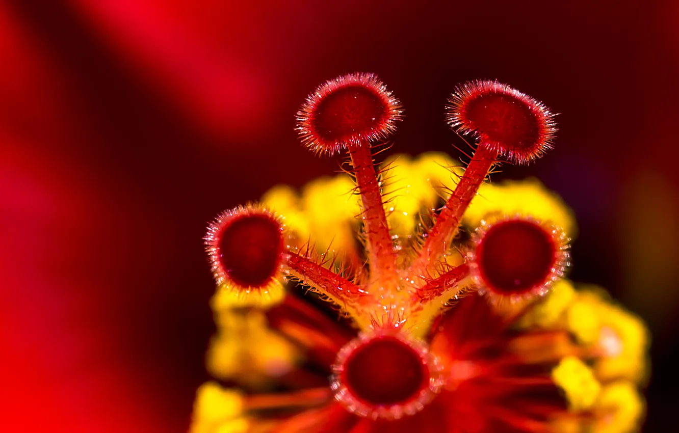 Photo wallpaper macro, flowers, stamens, hibiscus