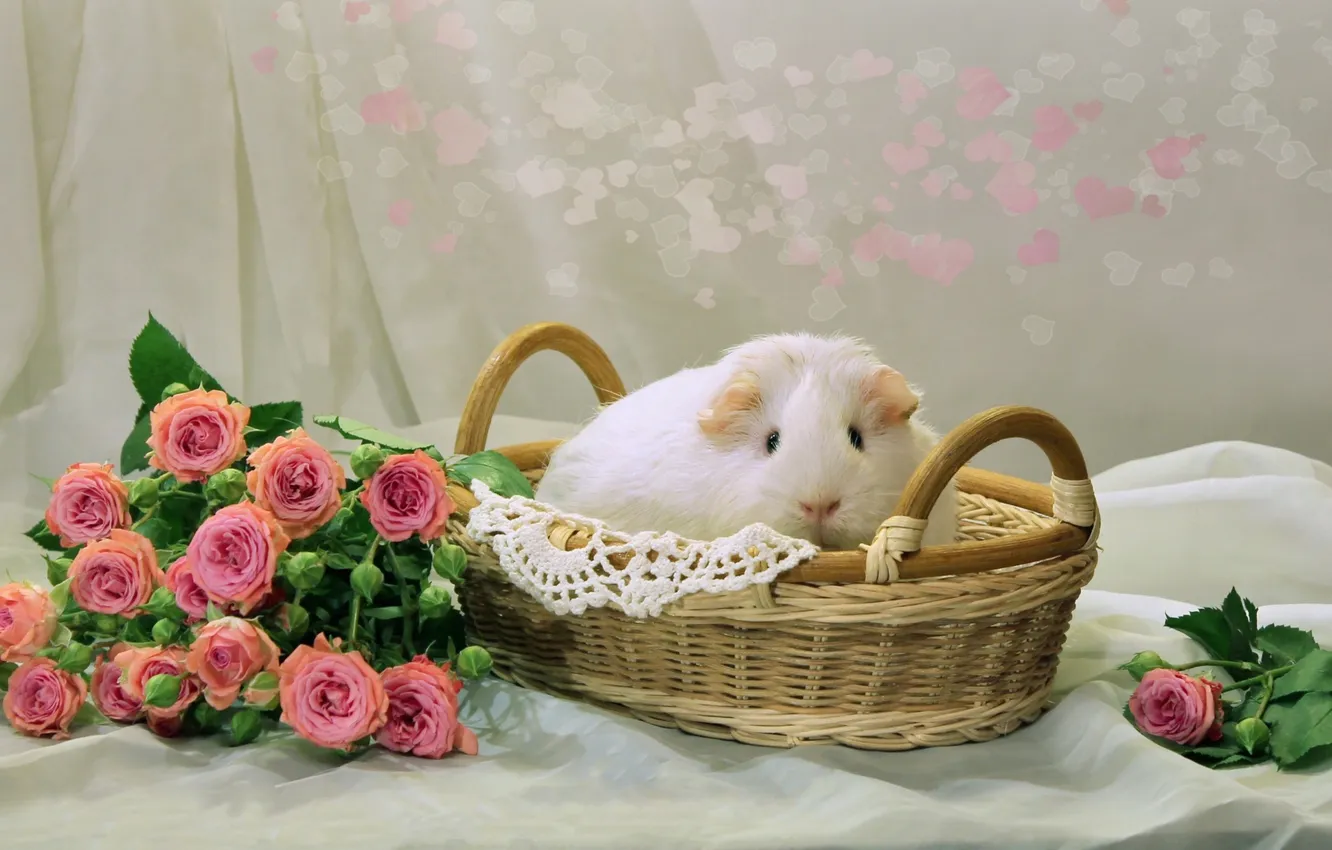 Photo wallpaper basket, roses, Guinea pig