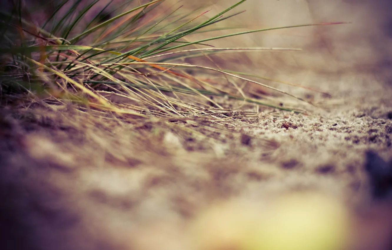 Photo wallpaper sand, grass, close