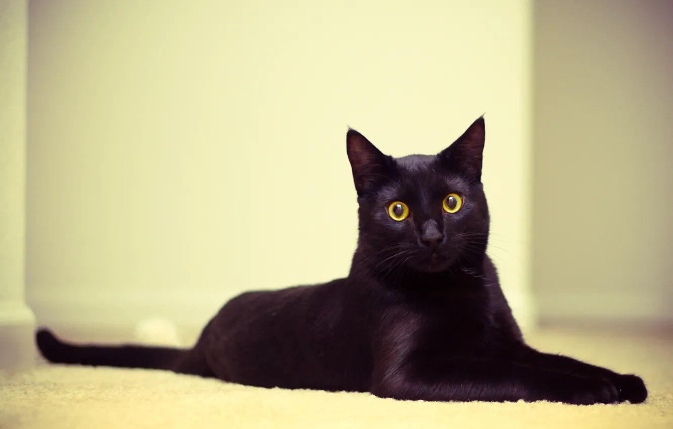 Photo wallpaper cat, eyes, cat, Wallpaper, black, lies, looks, Kote