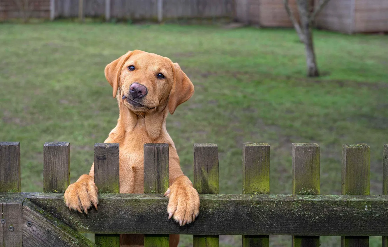 Photo wallpaper Dog, Look, The fence, Dog, Funny pets, Funny Pets, House security, Guarding the home