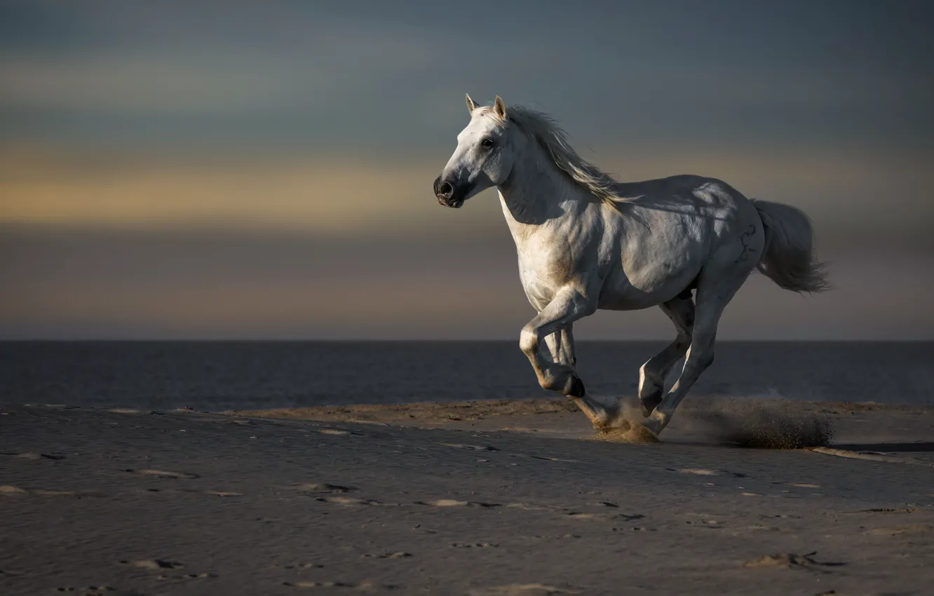 Photo wallpaper sea, horse, shore