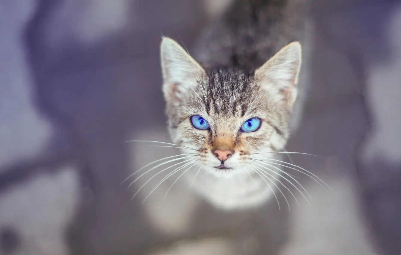 Photo wallpaper eyes, look, background, kitty, Kote