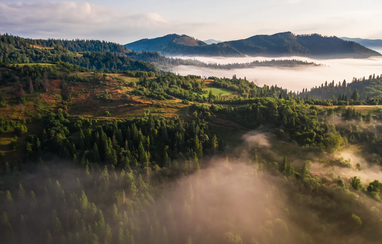 Photo wallpaper forest, landscape, nature, fog