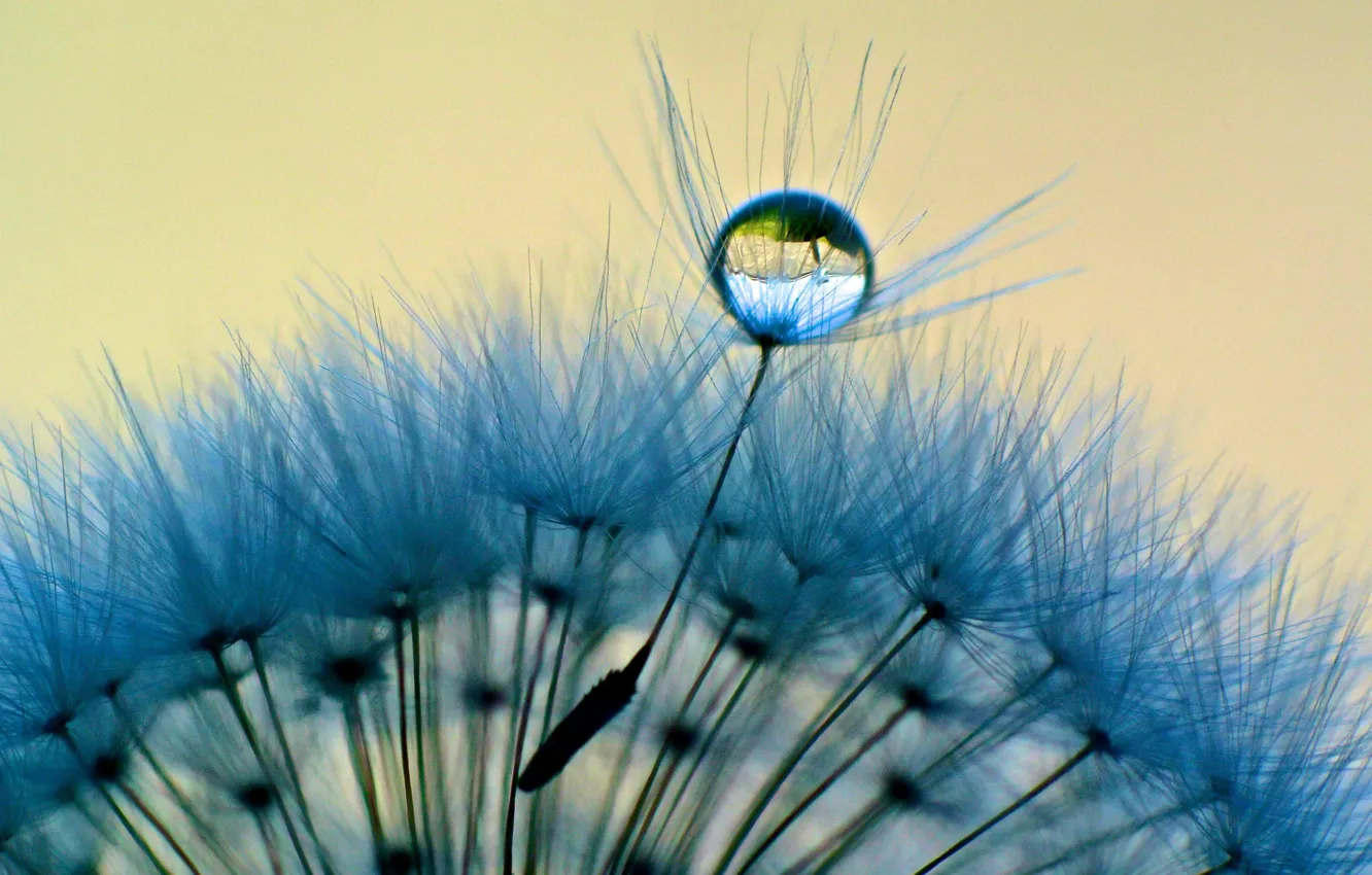 Photo wallpaper water, drops, macro, Rosa, background, dandelion, blue, widescreen