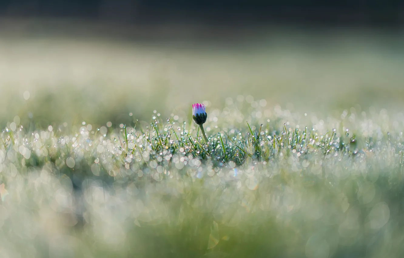 Photo wallpaper flower, grass, drops, macro, Rosa, glare, bokeh