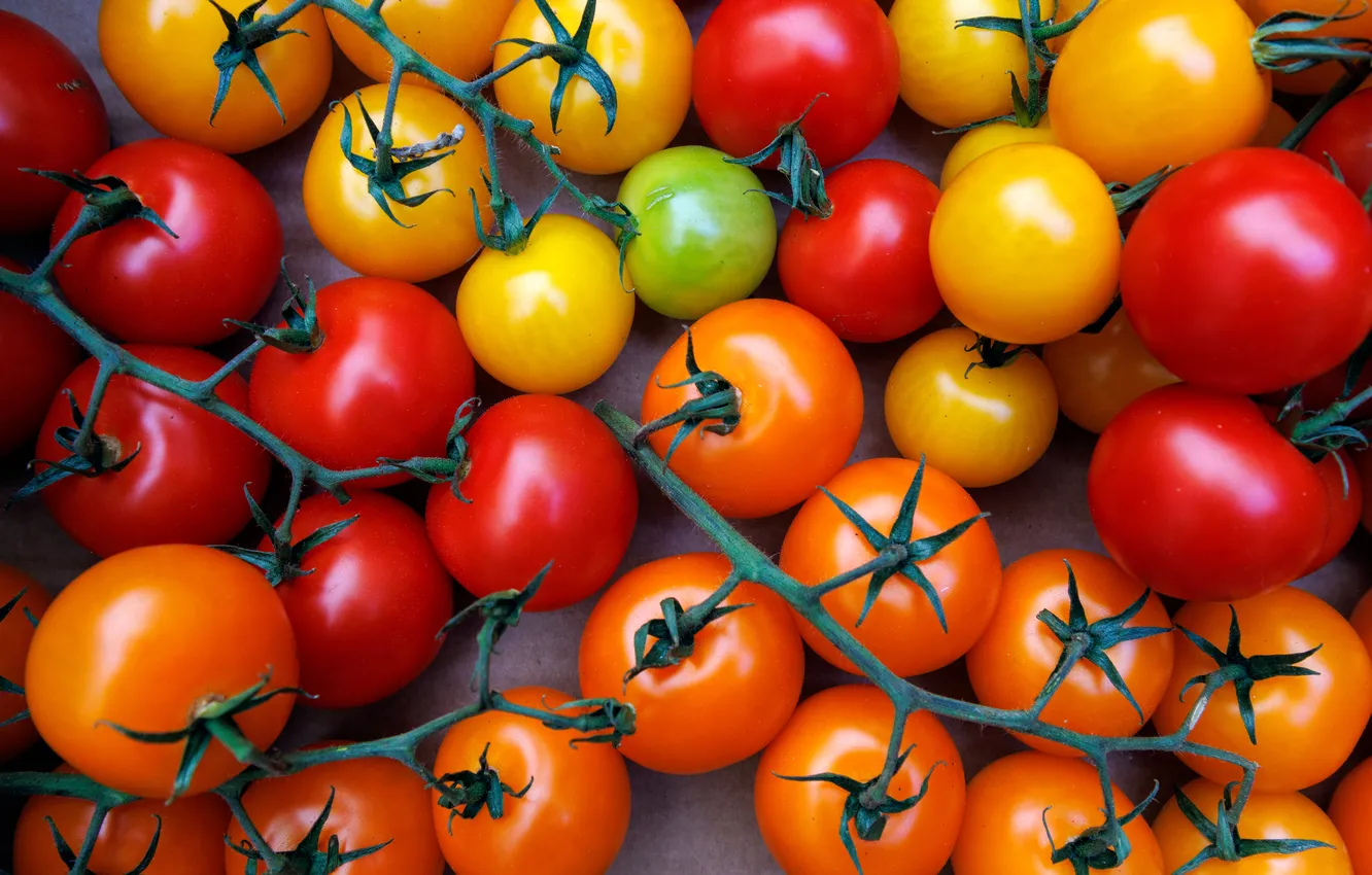 Photo wallpaper orange, branches, yellow, red, harvest, tomatoes, different, a lot