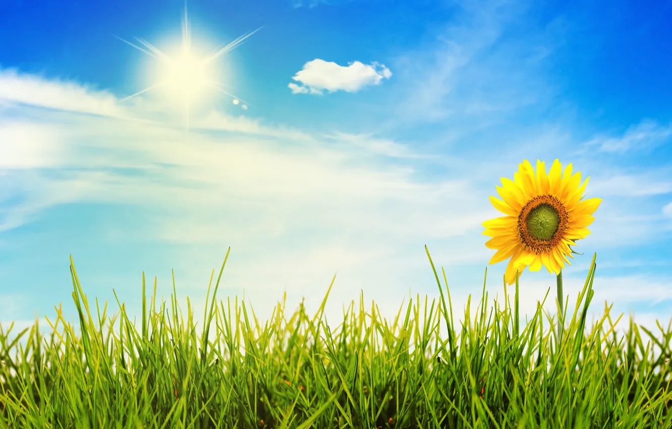 Photo wallpaper the sky, grass, the sun, light, landscape, flowers, nature