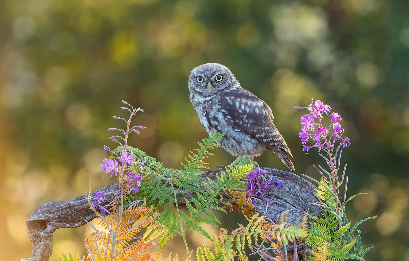 Photo wallpaper summer, look, flowers, owl, bird, snag, owl