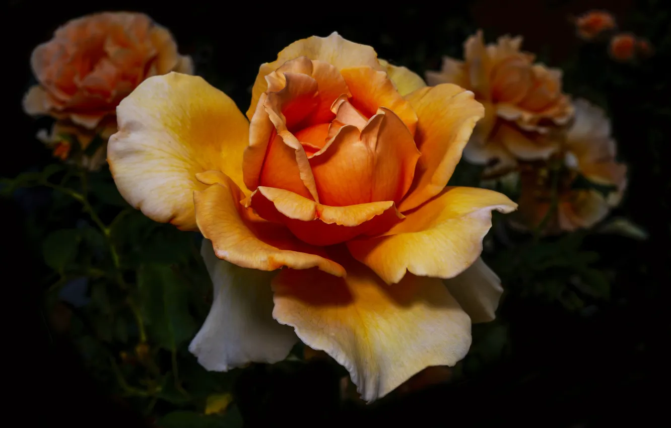 Photo wallpaper beauty, red, Orange rose