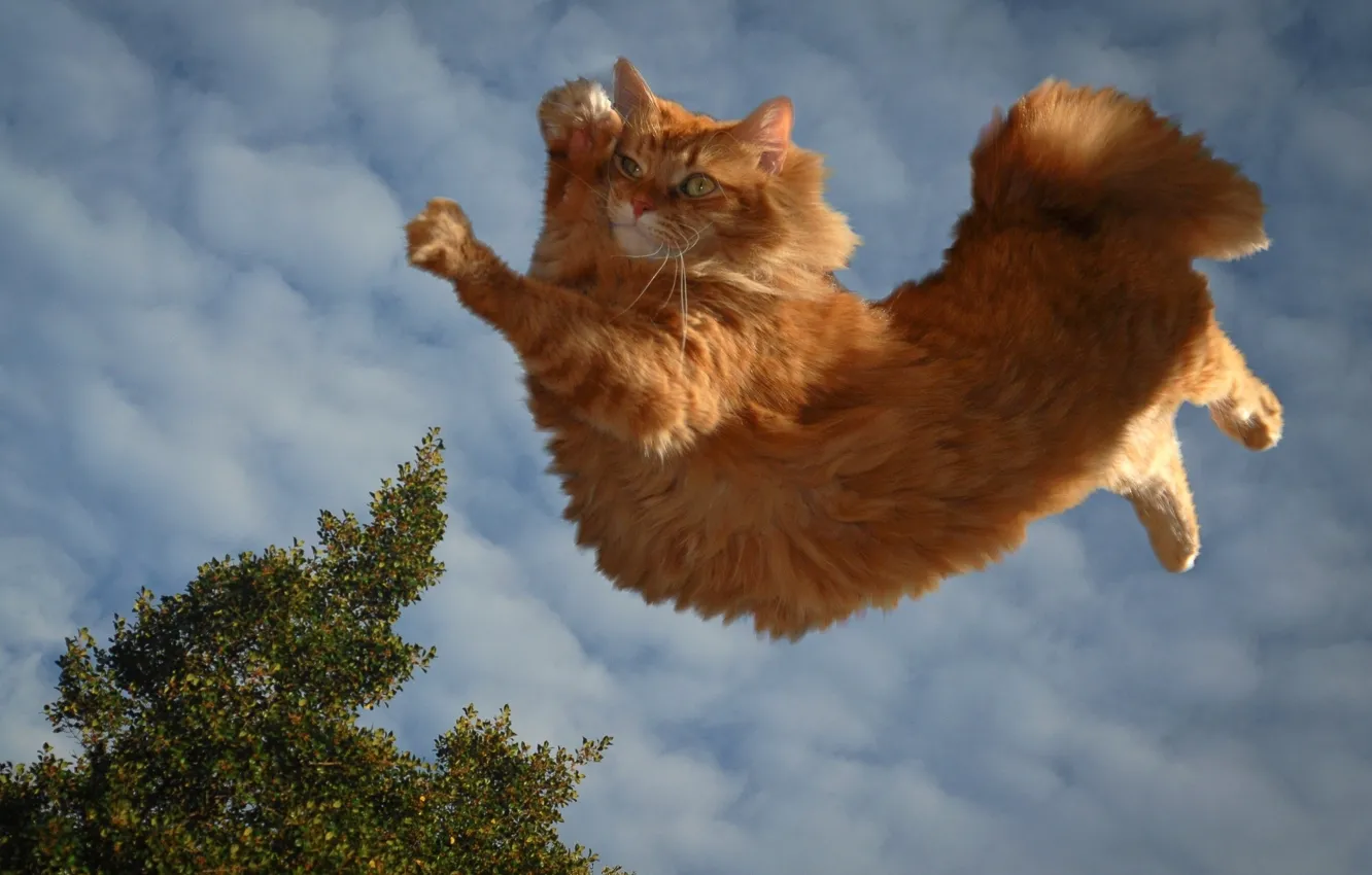 Photo wallpaper clouds, red cat, cat parkour