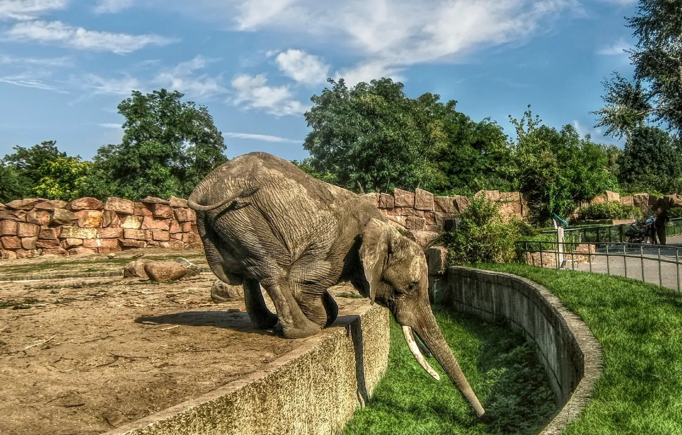 Photo wallpaper the sky, elephant, zoo