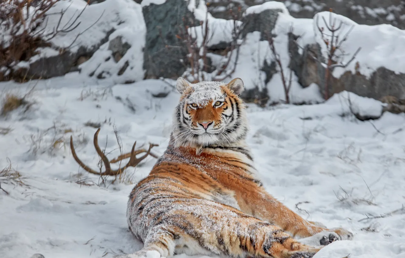 Photo wallpaper winter, snow, wild cat, tigress, krasava