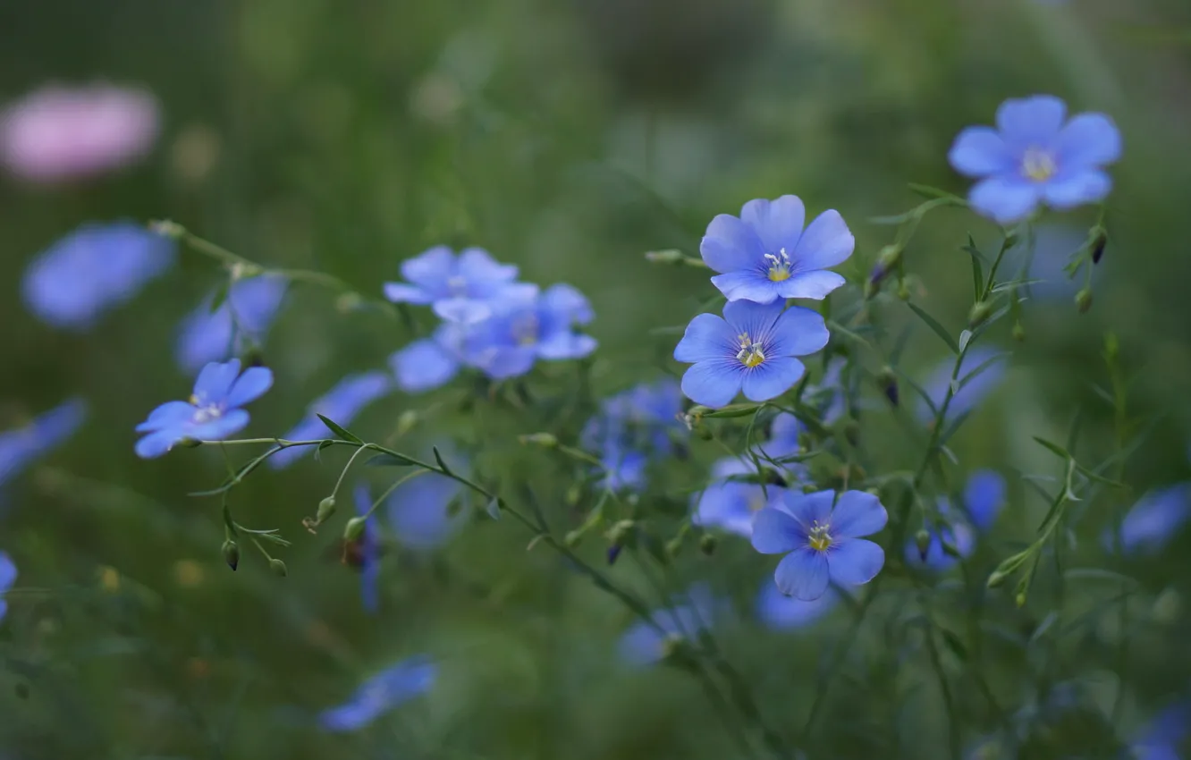 Photo wallpaper flowers, blue, bokeh, len