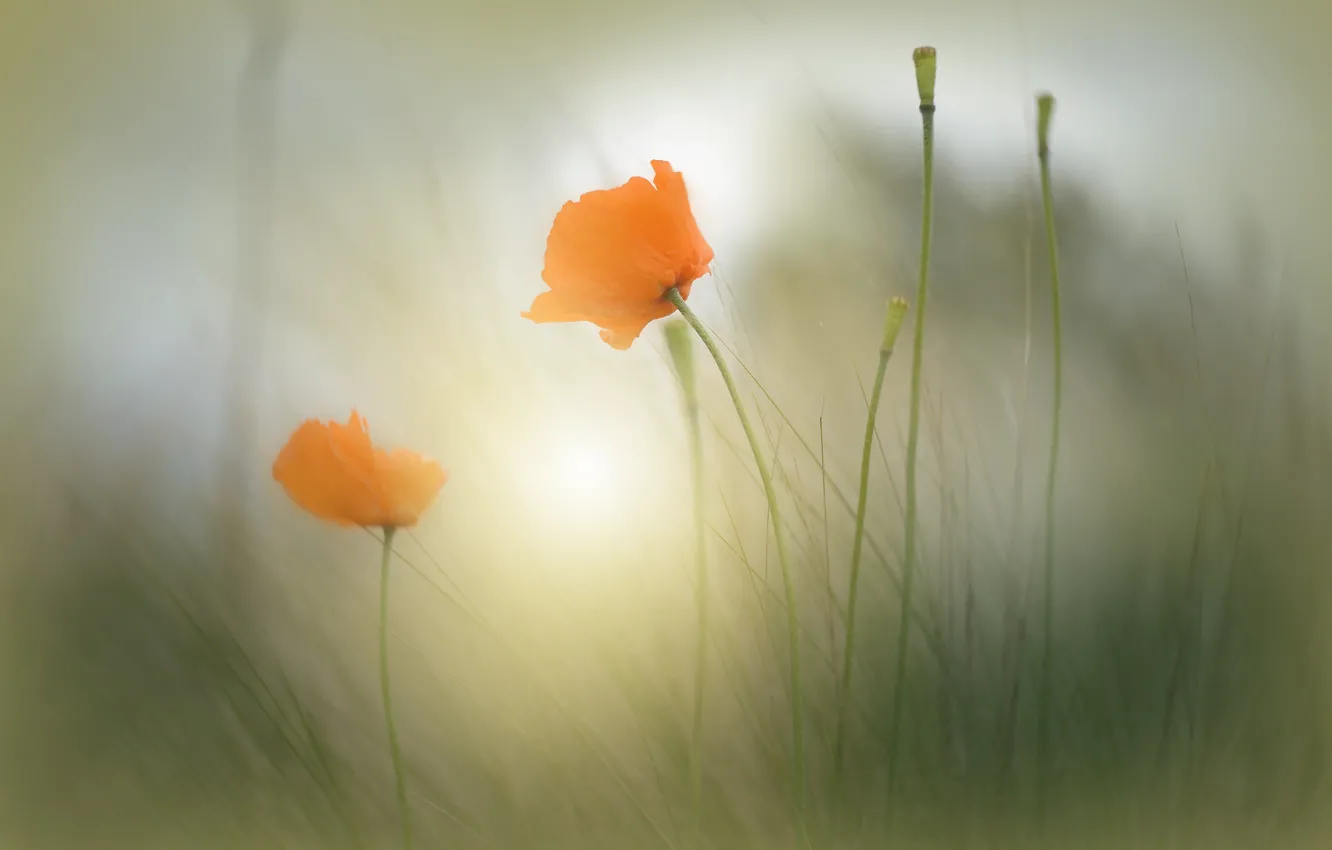 Photo wallpaper grass, light, flowers, red, two, Maki, blur, stem