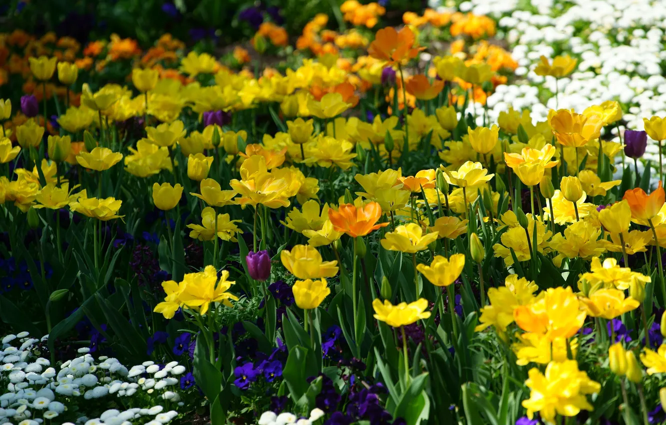 Photo wallpaper flowers, orange, blue, yellow, bright, spring, garden, tulips