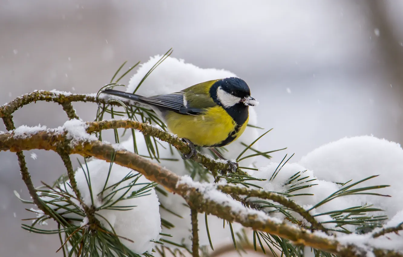 Photo wallpaper winter, bird, Big tit, Eating snow