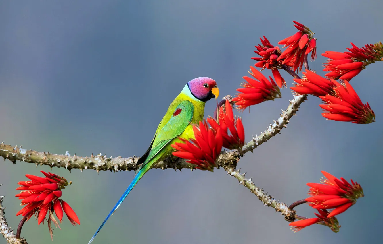 Photo wallpaper Bird, India, Branch, Bokeh, India, Flowering tree, Karnataka, Karnataka
