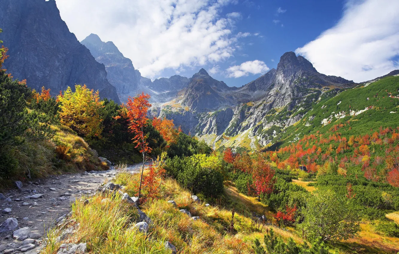 Photo wallpaper forest, trees, mountains, tops, trail