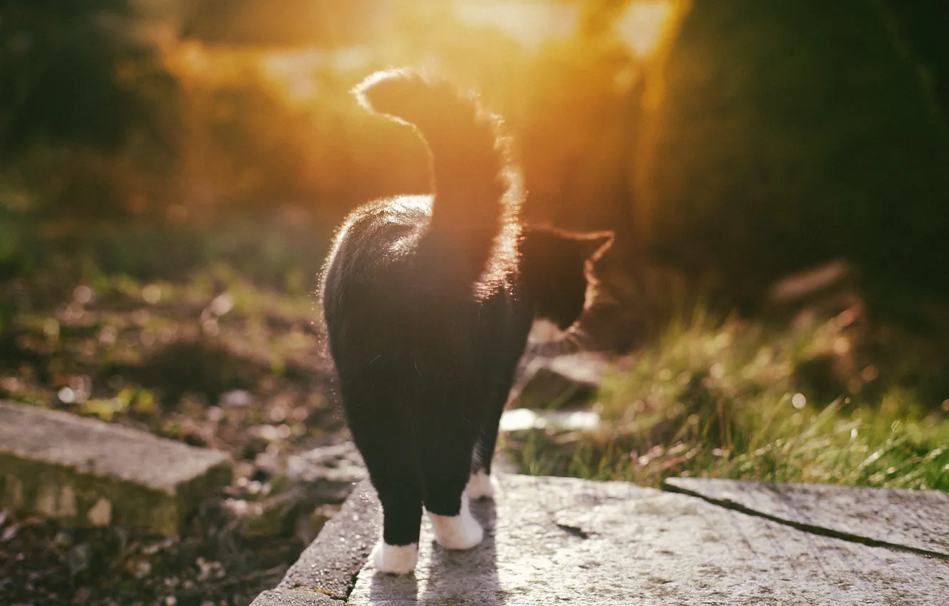 Photo wallpaper cat, cat, black and white, legs, tail