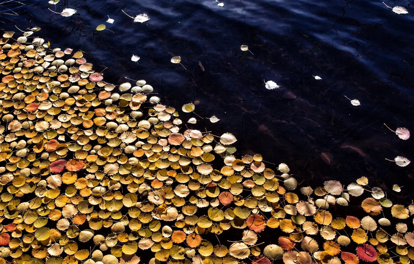Photo wallpaper leaves, water, fallen, autumn