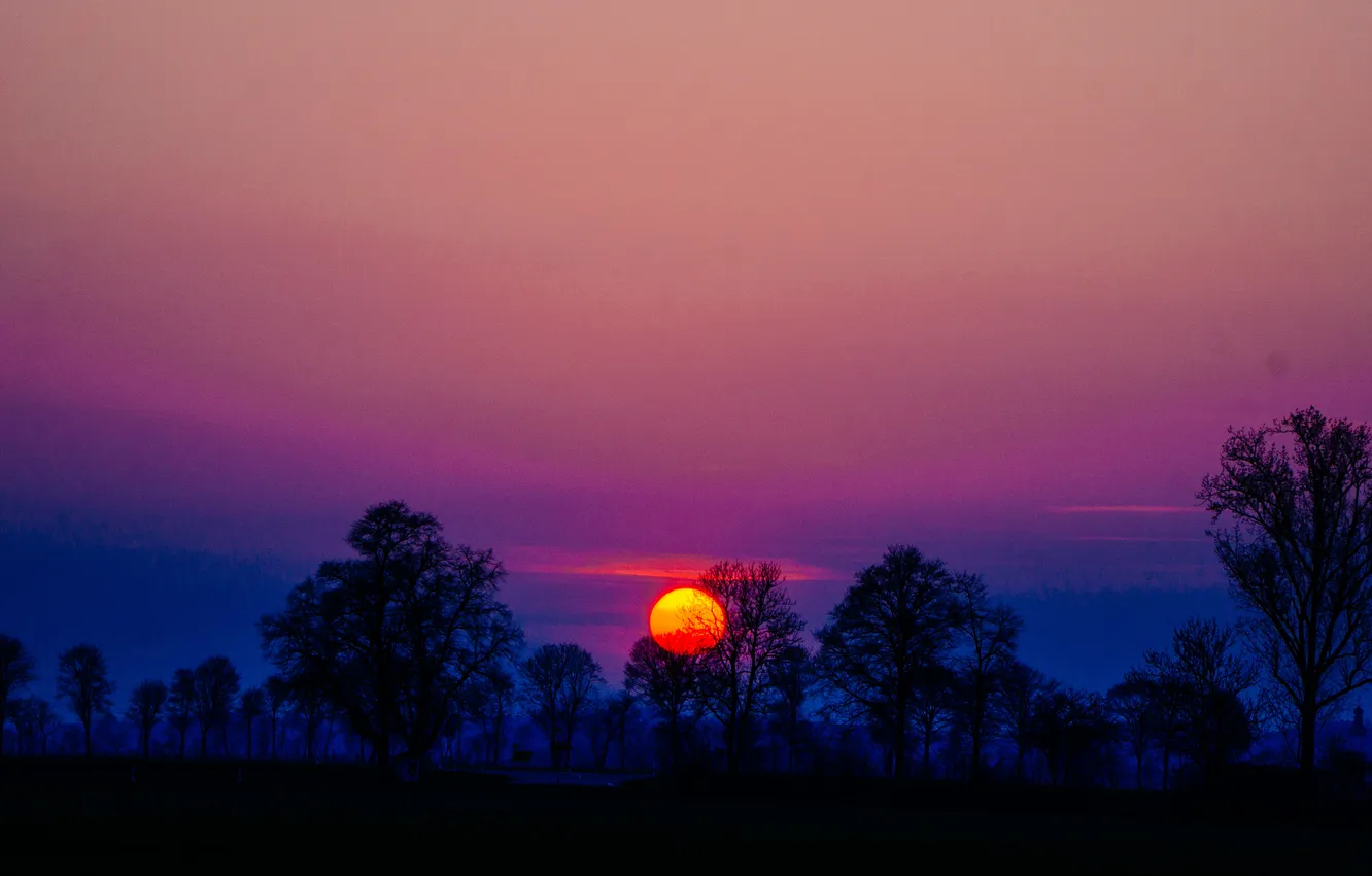 Photo wallpaper trees, sunset, silhouette purple sky