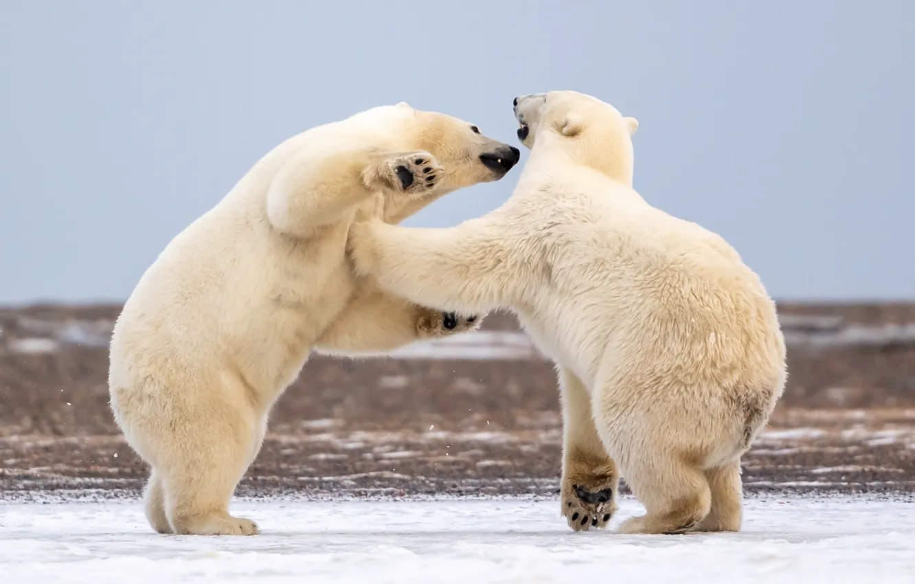 Photo wallpaper Alaska, Polar bears, sparing, two bears, Polar bears