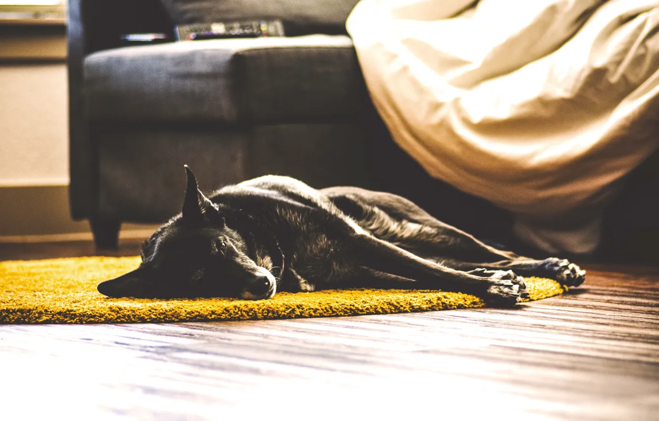Photo wallpaper dog, living room, lazy