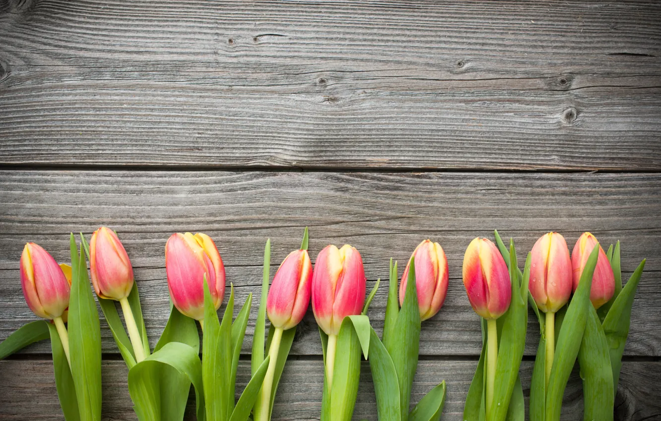 Photo wallpaper Board, tulips, buds
