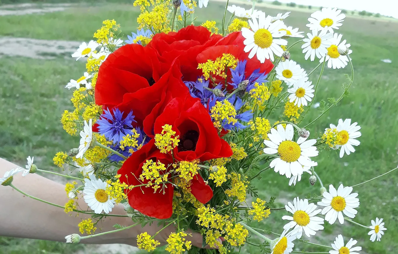 Photo wallpaper summer, flowers, sun