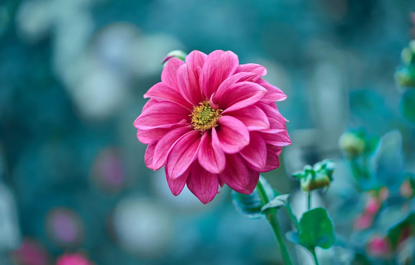 Photo wallpaper flower, pink, Dahlia, blue background, bokeh