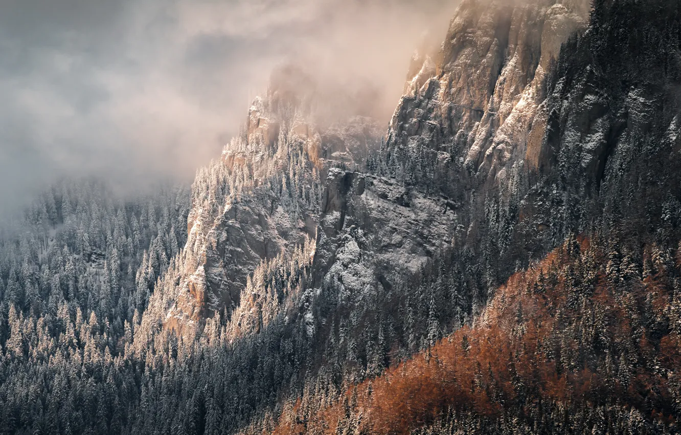 Photo wallpaper forest, mountains, nature, fog