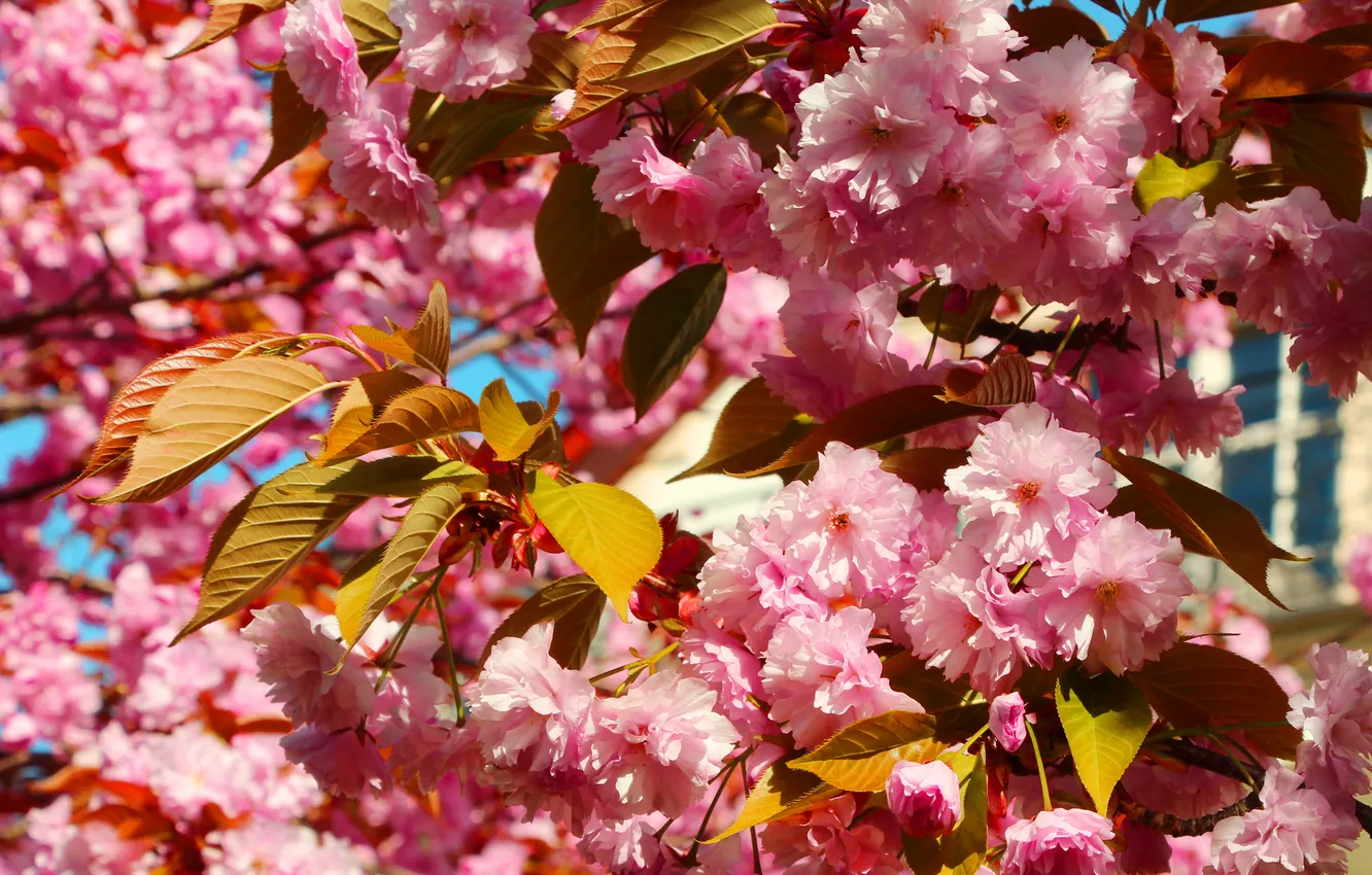 Photo wallpaper flowers, spring, Japanese cherry