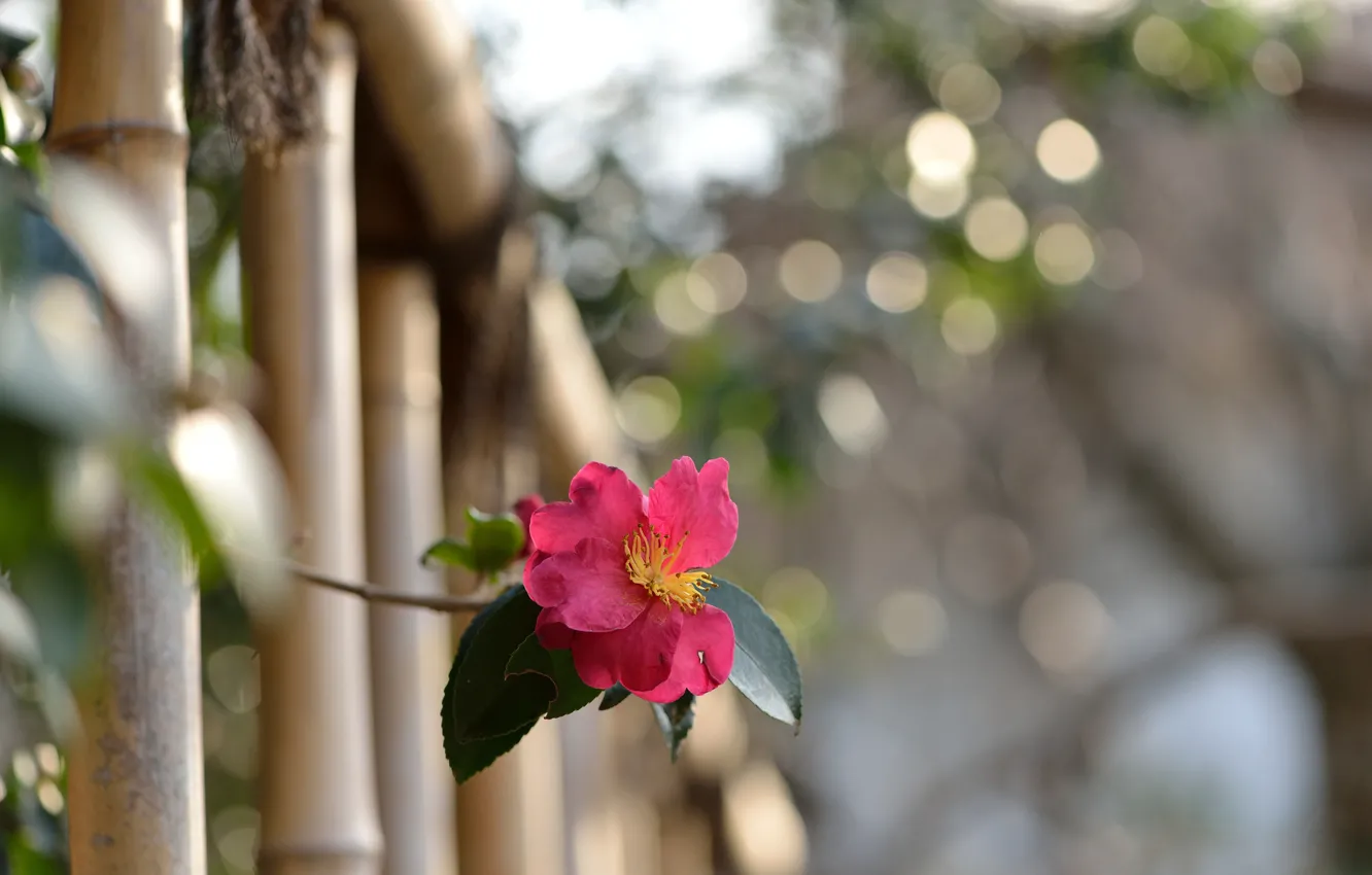 Photo wallpaper flower, nature, the fence, plant, branch, fence, Camellia Sasanqua