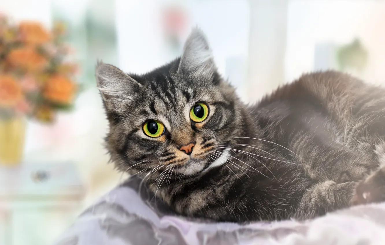 Photo wallpaper cat, eyes, background, face