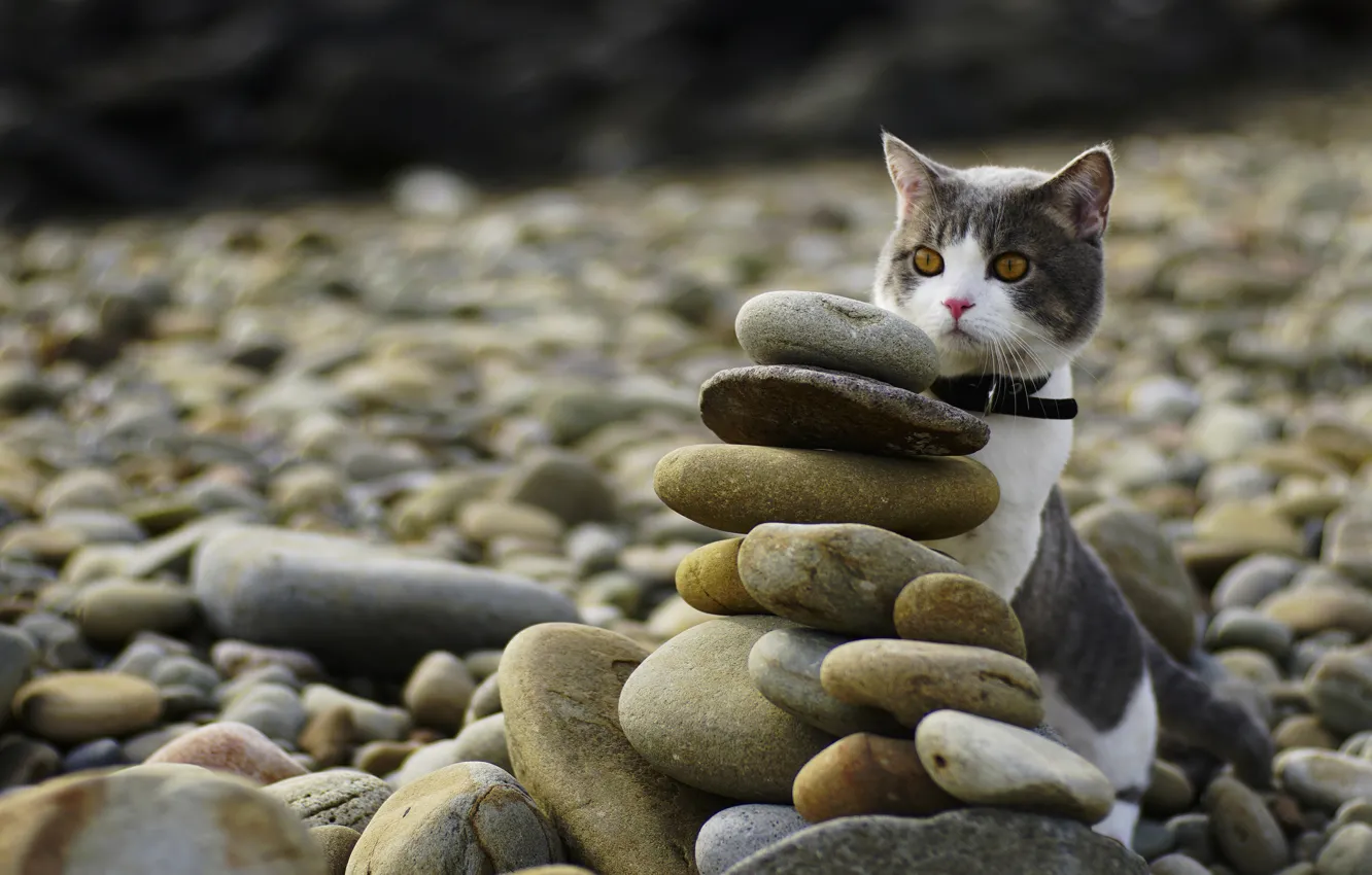 Photo wallpaper cat, cat, look, pebbles, stones, shore, yellow eyes, hid