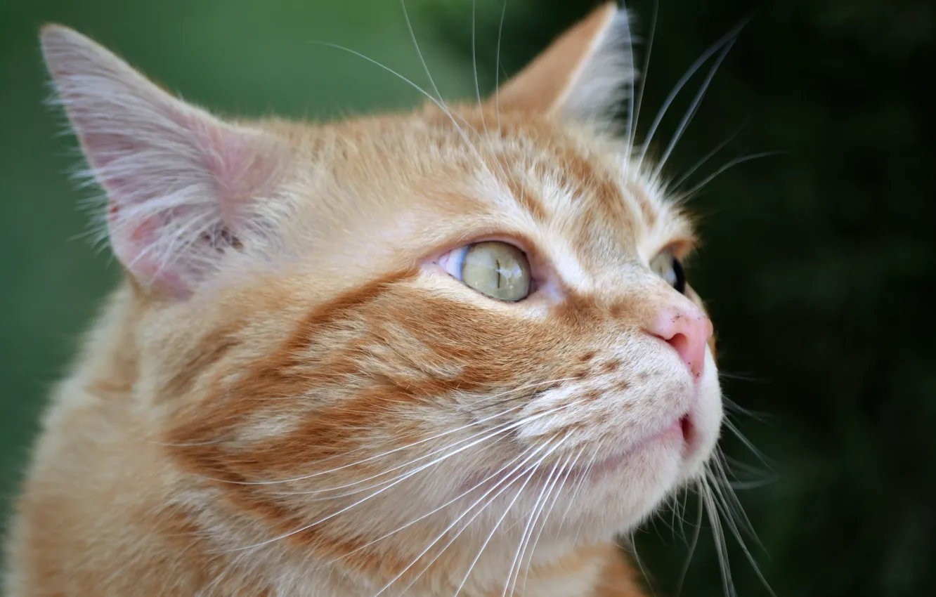 Photo wallpaper cat, cat, background, portrait, red, muzzle, cat