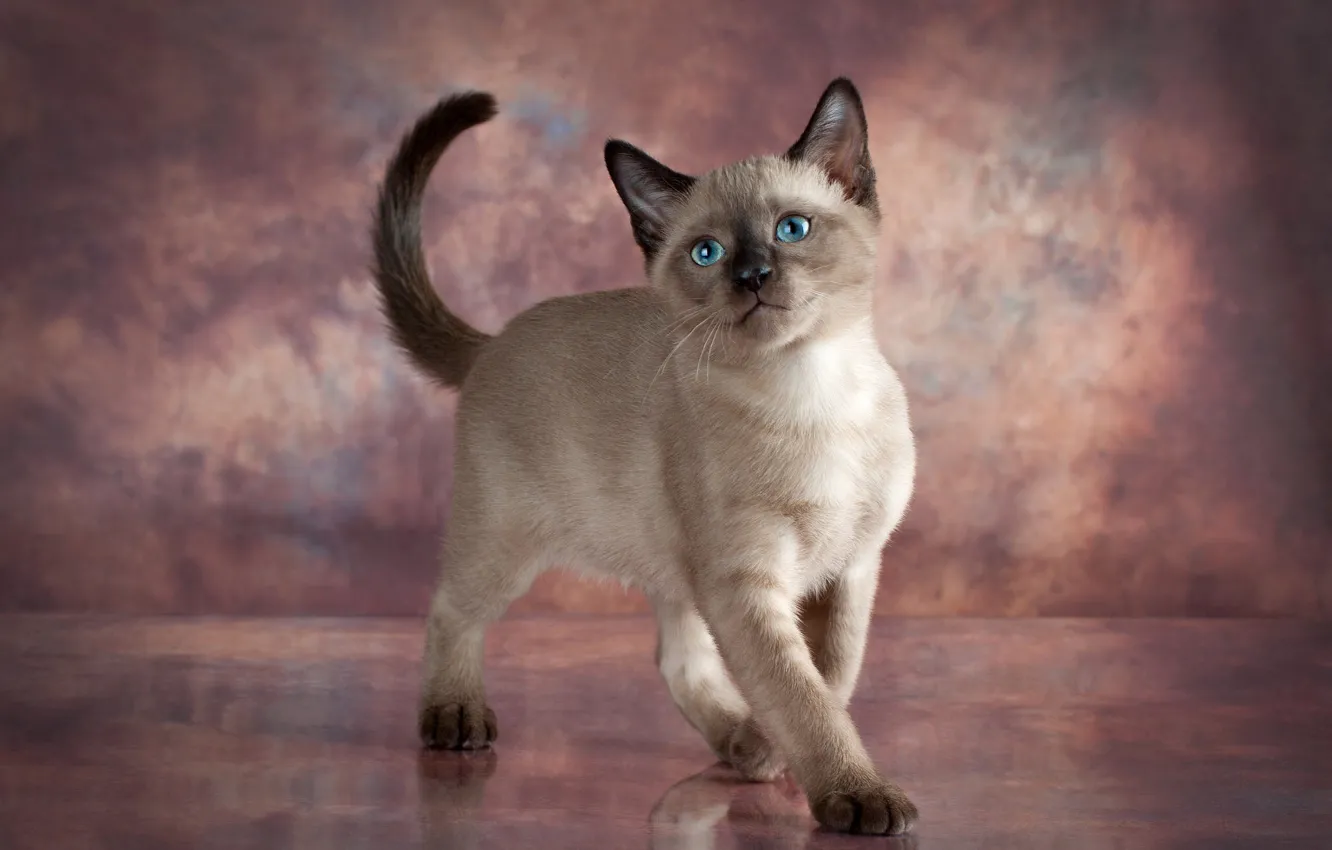 Photo wallpaper cat, pose, grey, kitty, blue eyes, photoshoot, Siamese