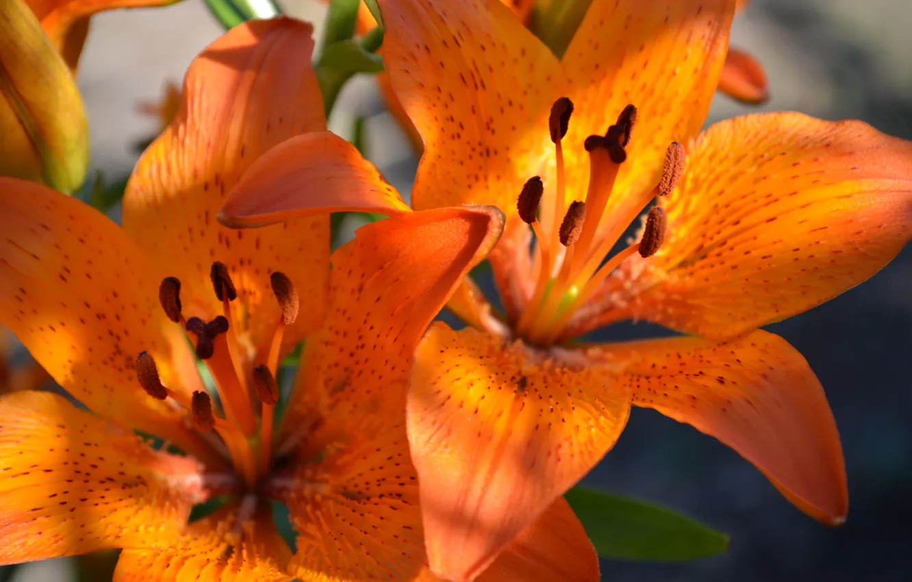 Photo wallpaper macro, flowers, orange, Lily