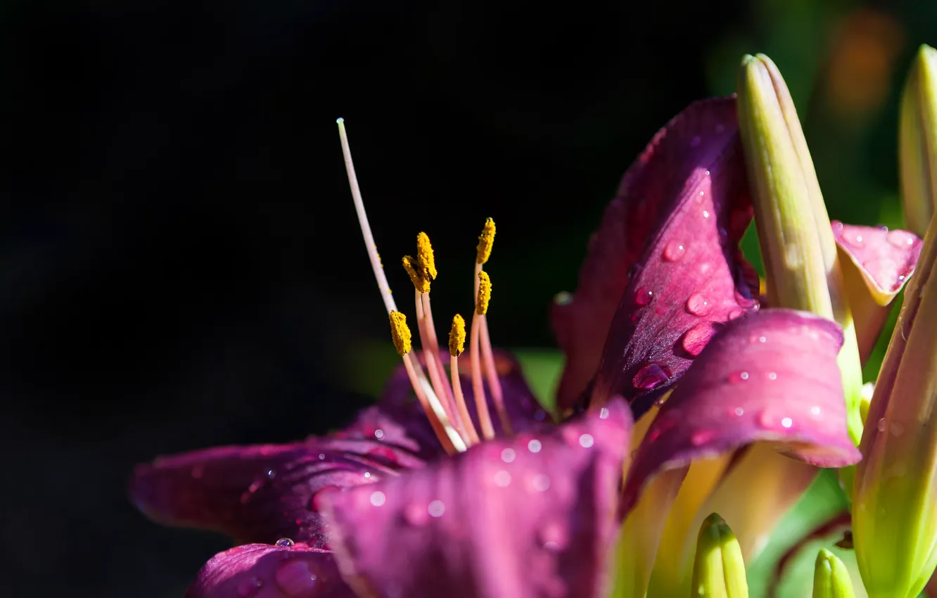 Photo wallpaper flower, drops, macro, light, the dark background, Lily, stamens, buds