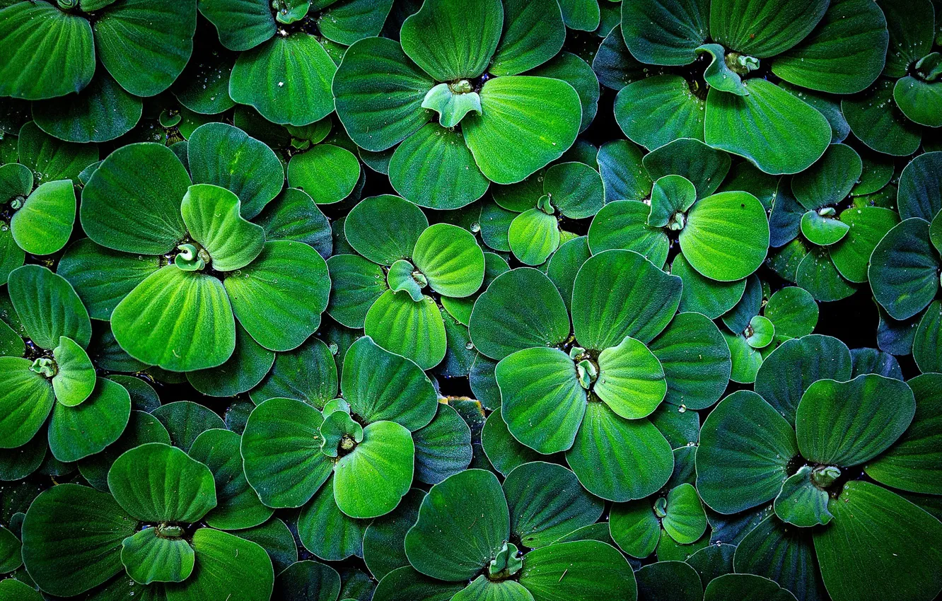 Photo wallpaper greens, macro, foliage, rosteniya