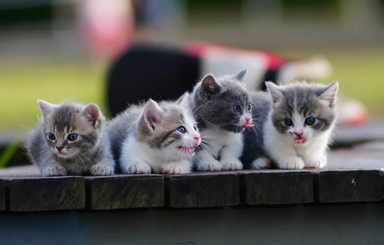 Photo wallpaper kittens, kids, Quartet, Munchkin