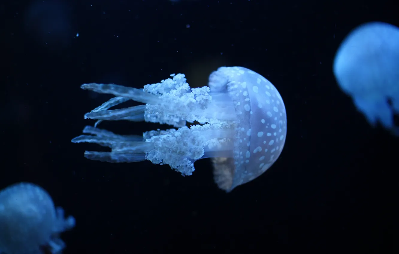 Photo wallpaper sea, water, jellyfish, ultraviolet