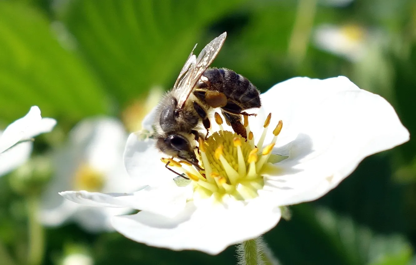 Photo wallpaper flowers, bee, beautiful